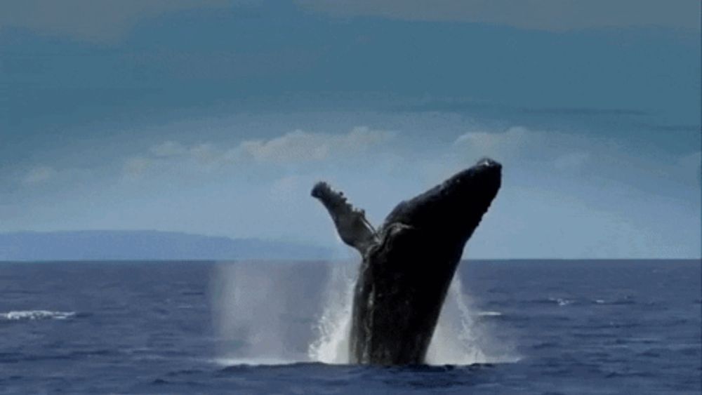 a humpback whale is breaching out of the water