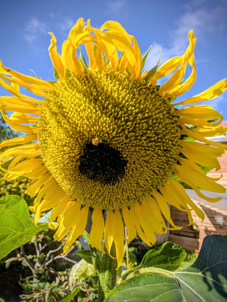 Sunflower head against a blue sky.  The head has a dark centre and there is a small bee looking for pollen. The petals a bright yellow in the sunshine and looks beautiful against the blue sky that has fluffy white clouds. 