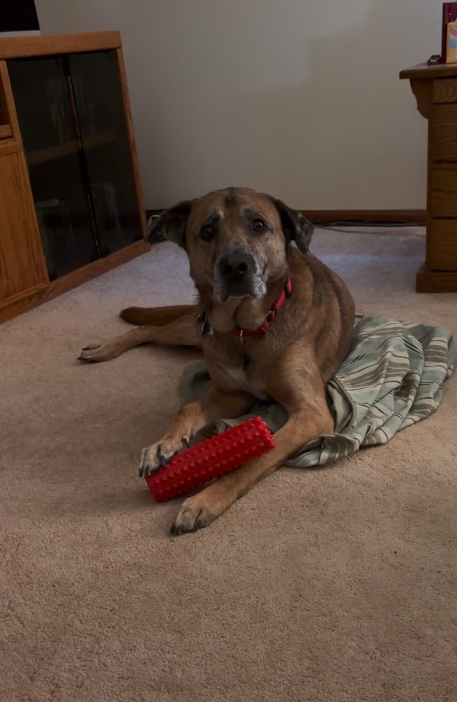 Max guarding his favorite dog toy 