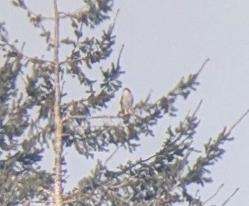 Goshawk perched in tree in the Brecks Norfolk
