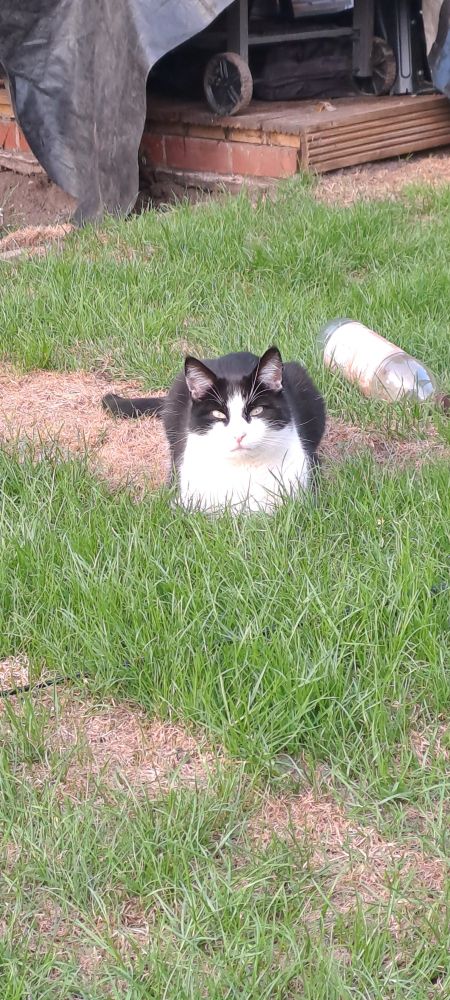 My black and white cat death staring me from the turf I just put down, the turf was basically dead but most of its coming back to life. 