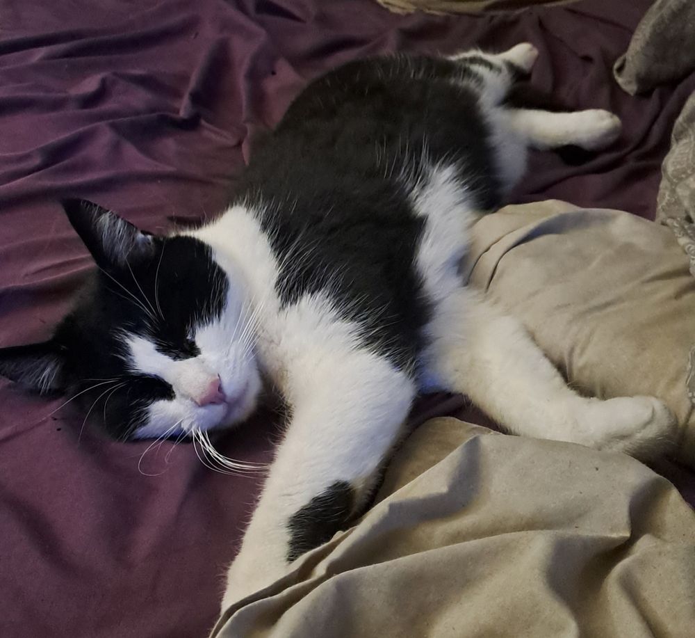 Same situation ae the last but a different sprawl. Still snore-purring.