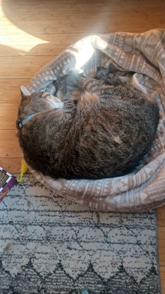 Kitty sleeping on her left side