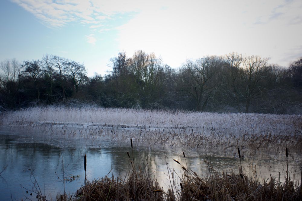 A colour photograph showing a lake side scene, in the near distance bull rushes frame the water, there are reflections of the distant trees on the frozen surface.