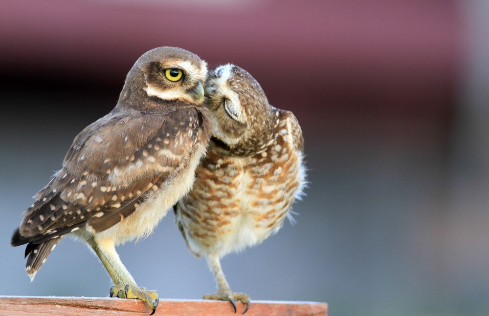 Two adult owls, colored cream, tan and brown standing beside each other on a wooden post.  One with round yellow eyes open and the other is standing on one foot, kissing the other owl’s cheek with eyes closed.   