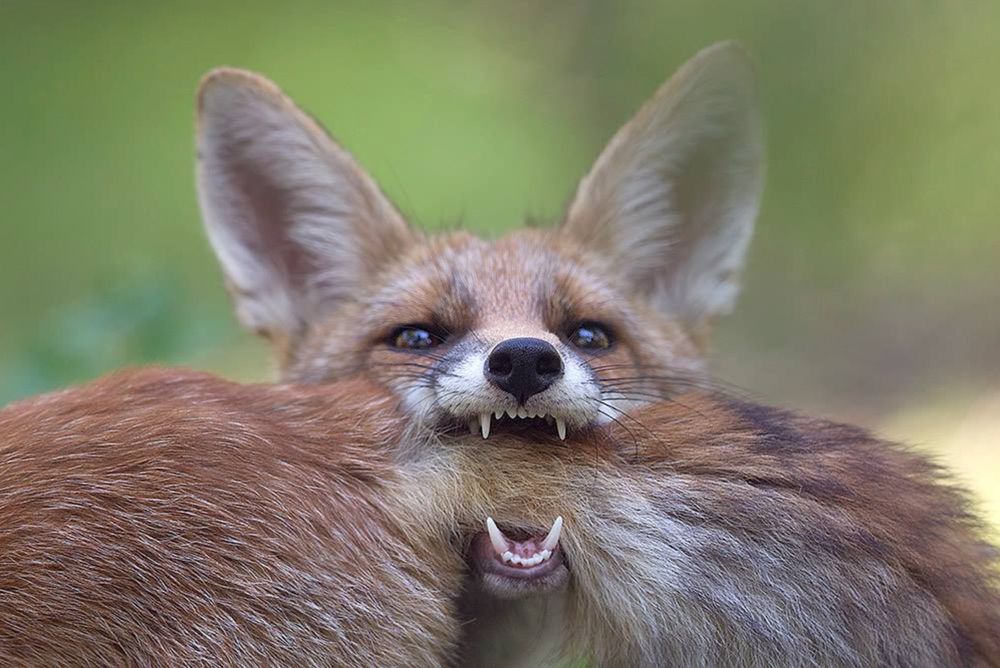 A pair of playful Red fox kits are engaged in a mock fight, with one kit poised to playfully nip at the other's fluffy tail. 
With ears perked up, indicating a lighthearted interaction rather than aggression; this is a common behavior among young foxes as they practice hunting skills and establish social hierarchy through play-fighting