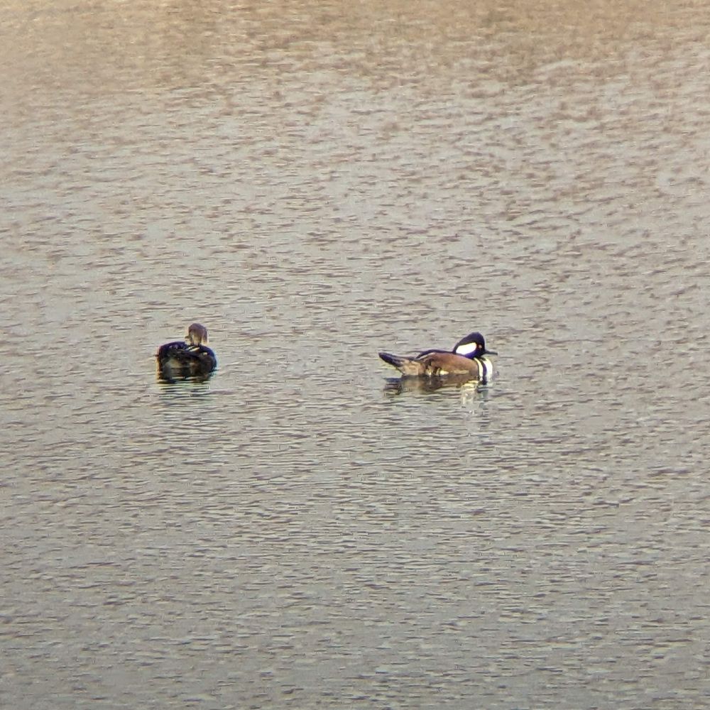 A male and female hooded merganser on a lake