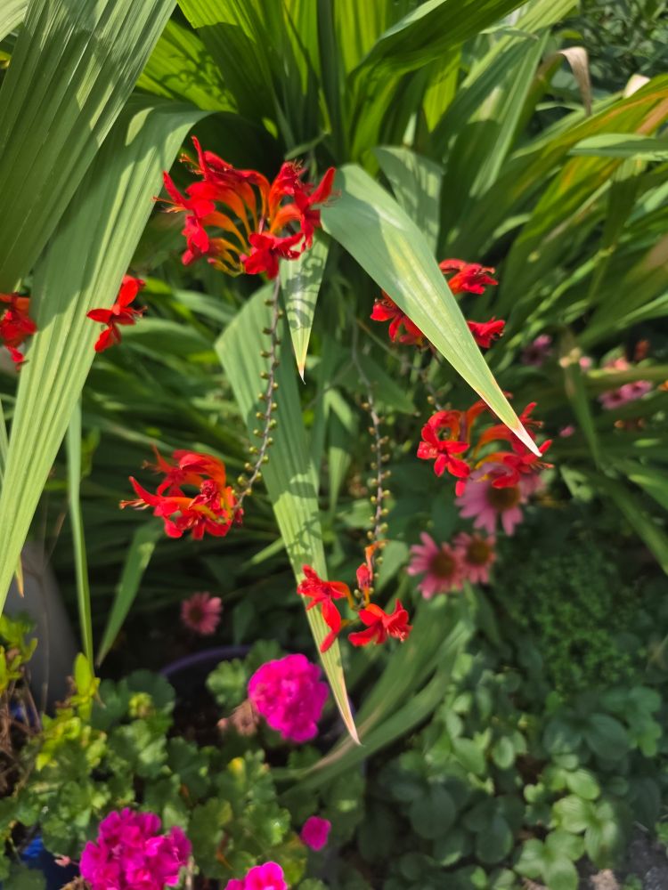 Crocosmia 'Lucifer'