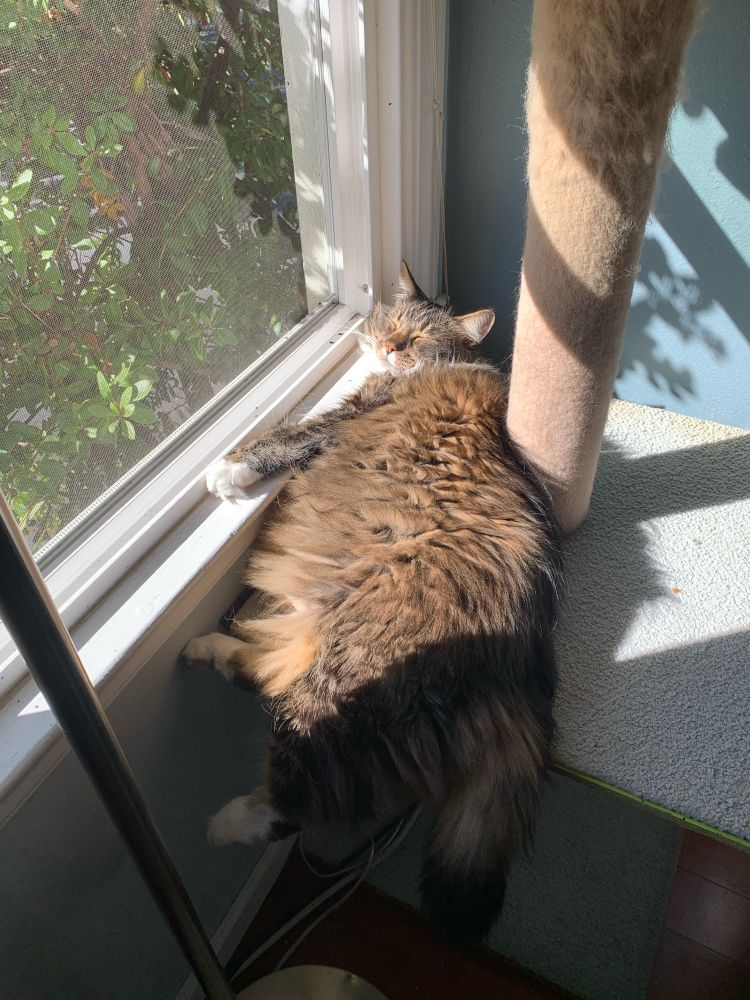 A large brown cat sleeping in the sun near an open window. He is using the windowsill as a pillow and his back leg and tail are hanging off the edge of his cat tree ledge.