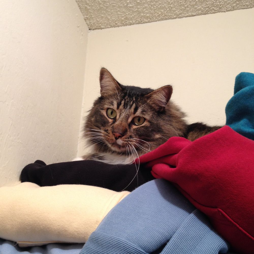 a brown furry cat nested on a pile of sweatshirts on a high closet shelf