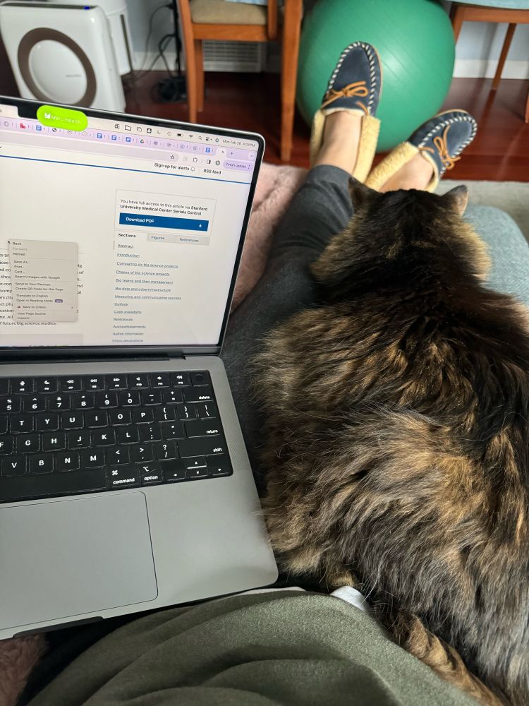 A MacBook and a big brown cat competing for space on a person’s lap. The cat is winning and the result is NOT ergonomic.