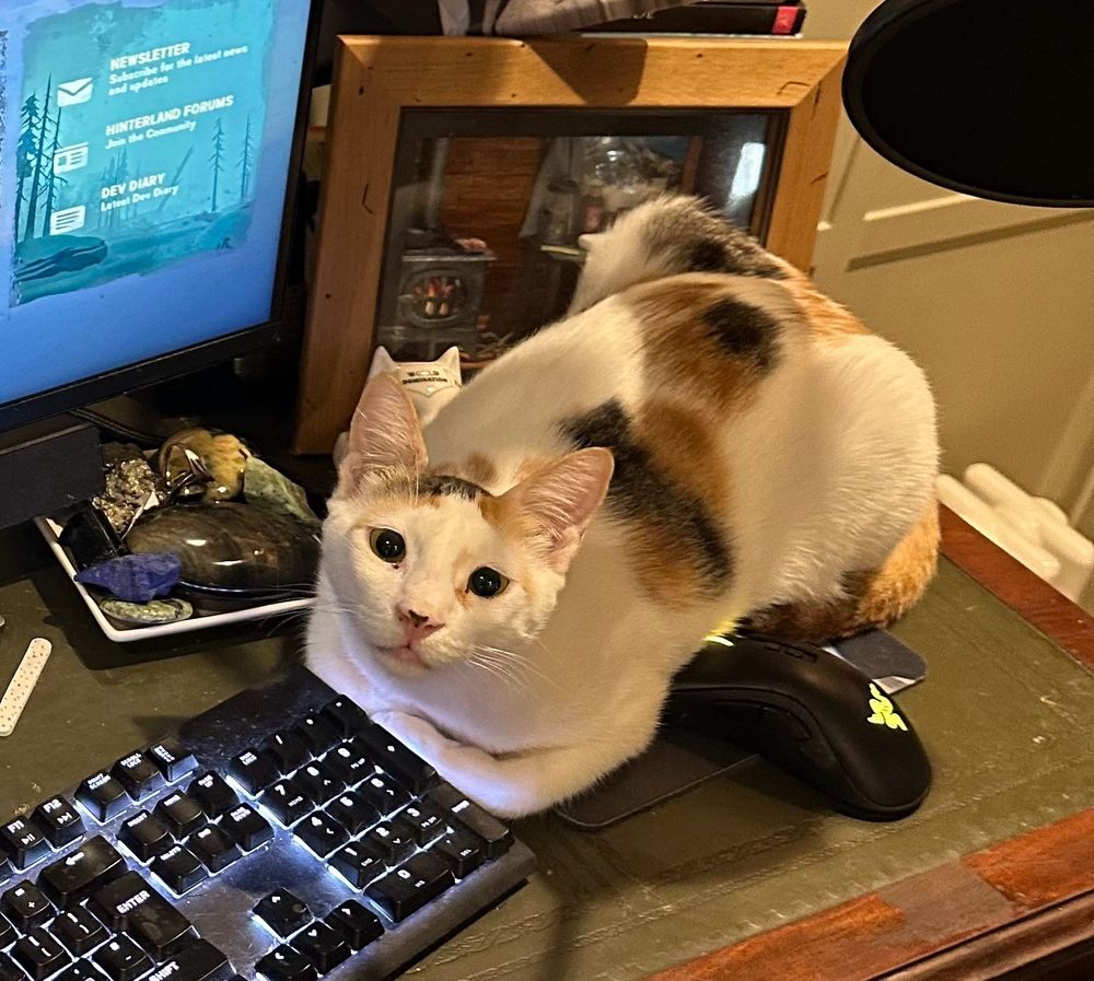 A calico cat sits on a mouse pad with a hopeful expression on her face.