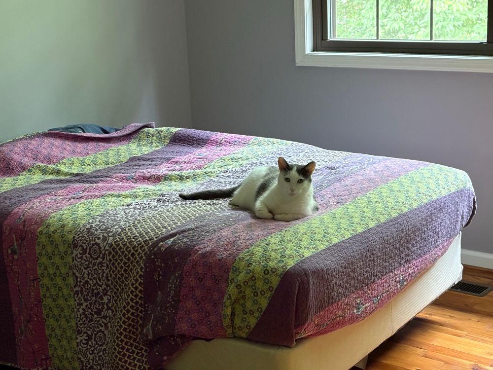 A grey and white cat sitting on a green and purple bedspread. 