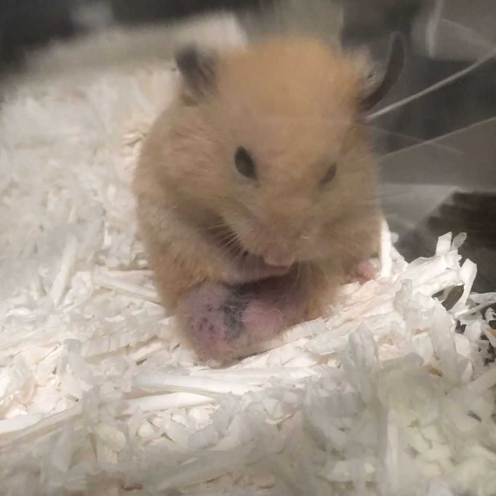 可愛いキンクマハムスターが座り込んでいる写真。オス