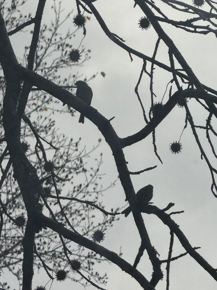 Two birds on some branches with spiky things 