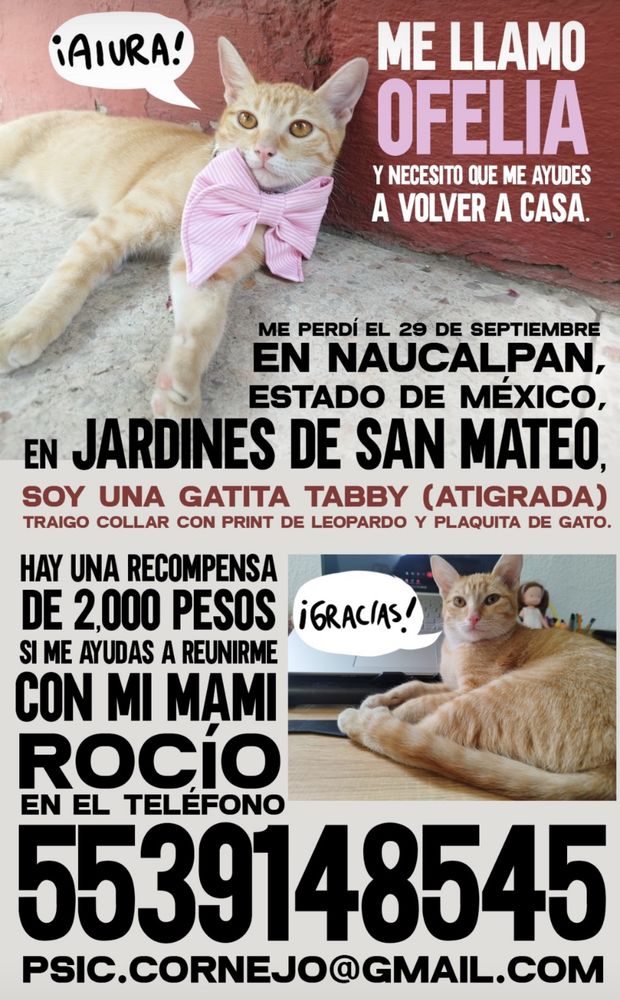 ¡AIURA!

ME LLAMO OFELIAY NECESITO QUE ME AYUDES A VOLVER A CASA.

ME PERDÍ EL 29 DE SEPTIEMBRE EN NAUCALPAN, ESTADO DE MÉXICO,
EN JARDINES DE SAN MATEO.

SOY UNA GATITA TABBY (ATIGRADA)
TRAIGO COLLAR CON PRINT DE LEOPARDO Y PLAQUITA DE GATO.

HAY UNA RECOMPENSA DE 2,000 PESOS SI ME AYUDAS A REUNIRME CON MI MẠMI
ROCIO EN EL TELEFONO 5539148545

PSIC.CORNEJO@GMAIL.COM

¡GRACIAS!