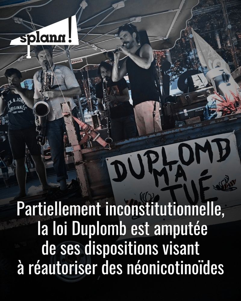 Partiellement inconstitutionnelle, la loi Duplomb est amputée de ses dispositions visant à réautoriser des néonicotinoïdes.