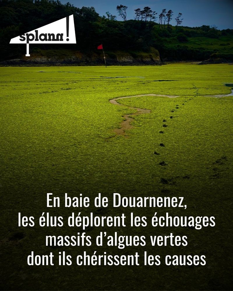 En baie de Douarnenez, les élus déplorent les échouages massifs d'algues vertes dont ils chérissent les causes