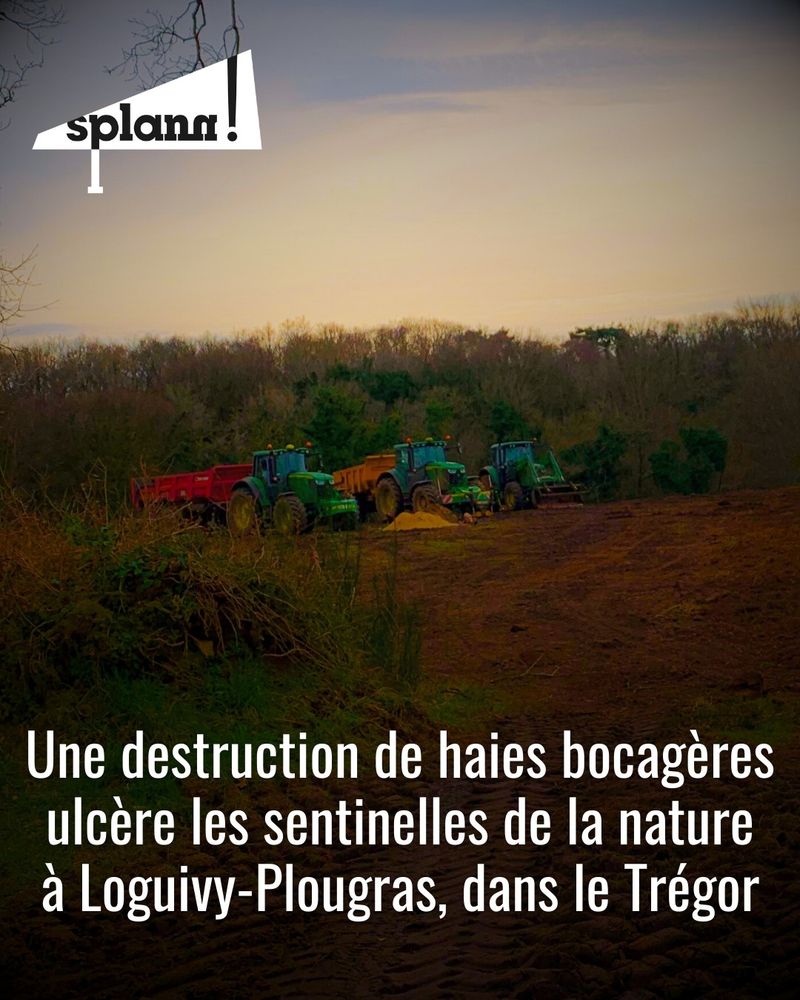 Une destruction de haies bocagères ulcère les sentinelles de la nature à Loguivy-Plougras, dans le Trégor.