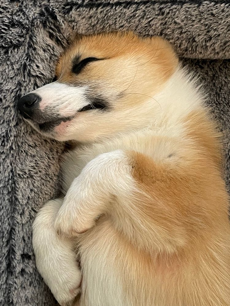 Corgi puppy asleep on a gray, fluffy bed, with little legs curled into its chest.