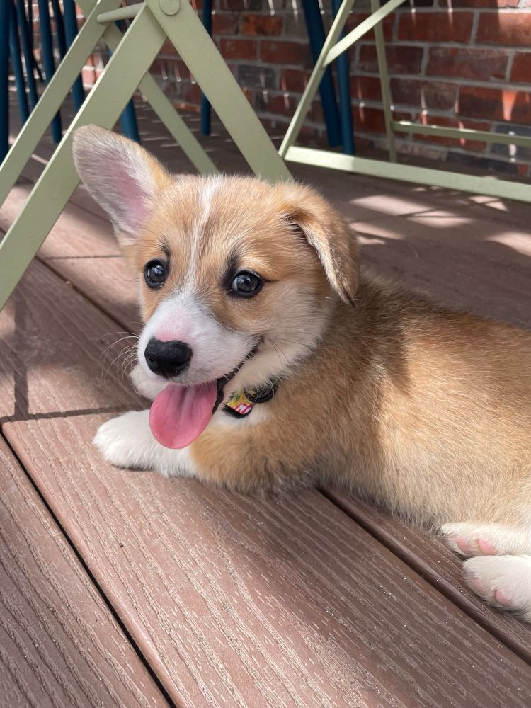 Close-up photo of Corgi puppy on a porch. 