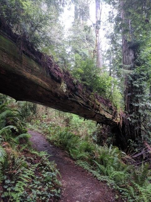 Fallen redwood that forms a sort of bridge over a wet trail, bordered by ferns and smaller trees. Photograph from Redwood National Park.
