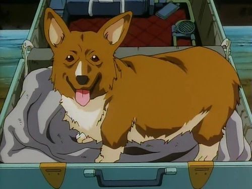 Still image of the character Ein from the anime COWBOY BEBOP: a genetically engineered corgi, panting while standing in an open suitcase.