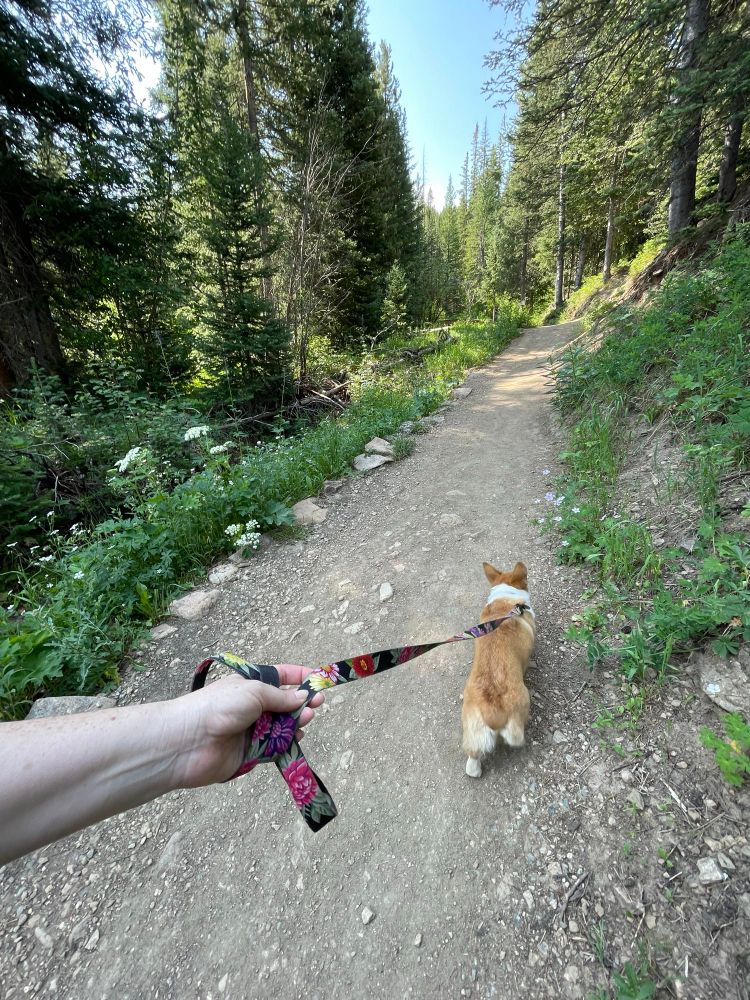 Photograph depicting a corgi puppy on a leash, walking a wooded trail beside a stream.