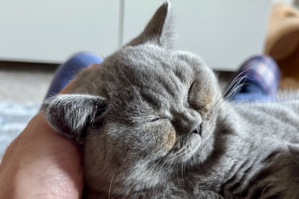 A sleeping cat