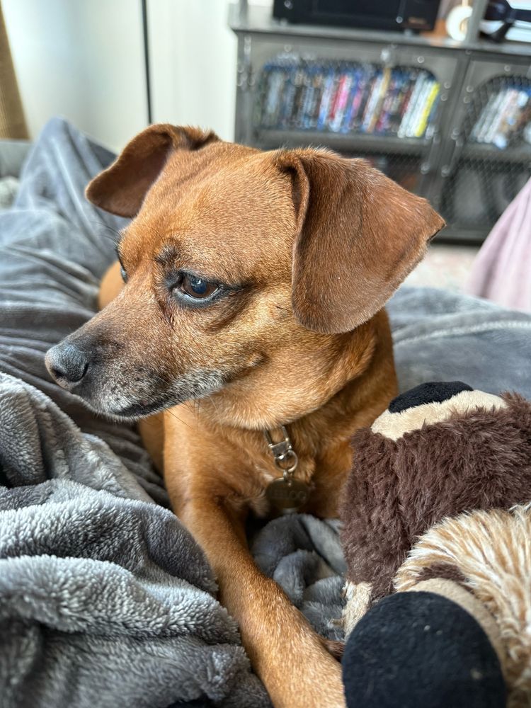 A dachshund mix dog stares off to the side while holding a fuzzy toy between her paws