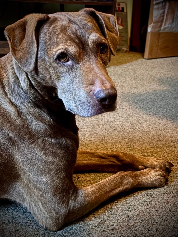 My old Vermonter dad’s brindle pitbull chocolate lab beautiful wonderful dog, who is on the living room at the moment, not on the porch.