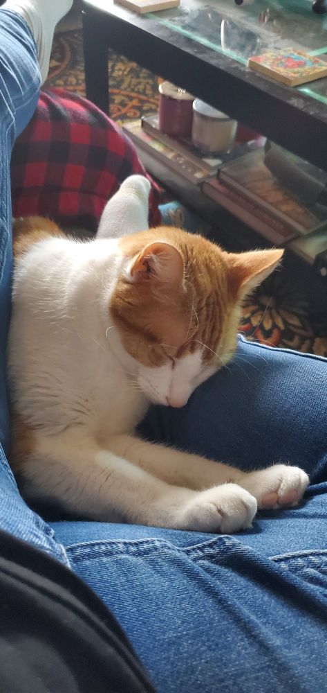 Photograph of an orange and white tent cat sleeping in an extremely awkward in between the legs of a woman. 