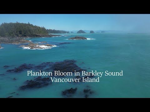 Plankton Bloom on Vancouver Island makes Ucluelet Even More Beautiful