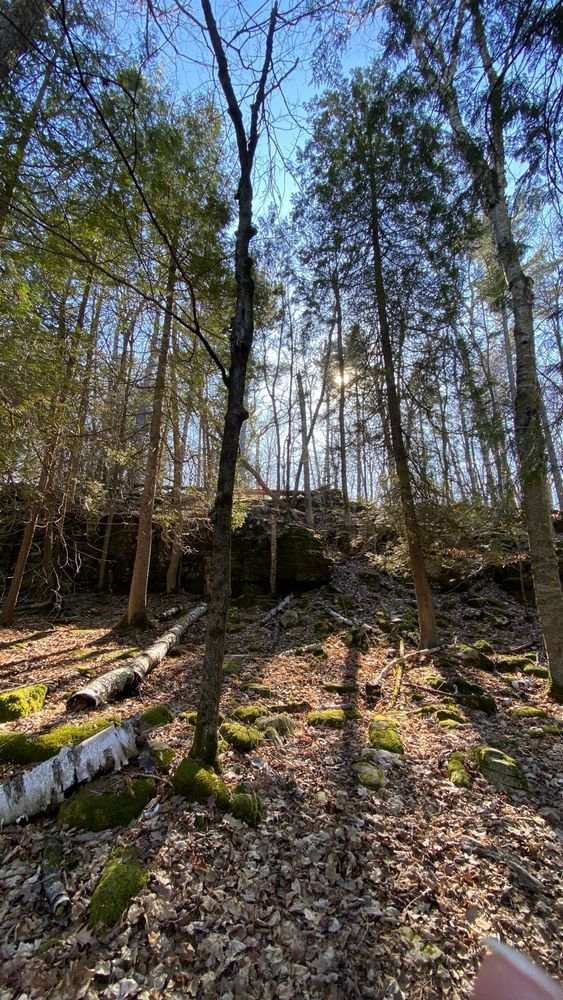 A forest in spring with very sparse leaves. The sun is shining through the tree trunks. A rocky ridge is seen in the distance.