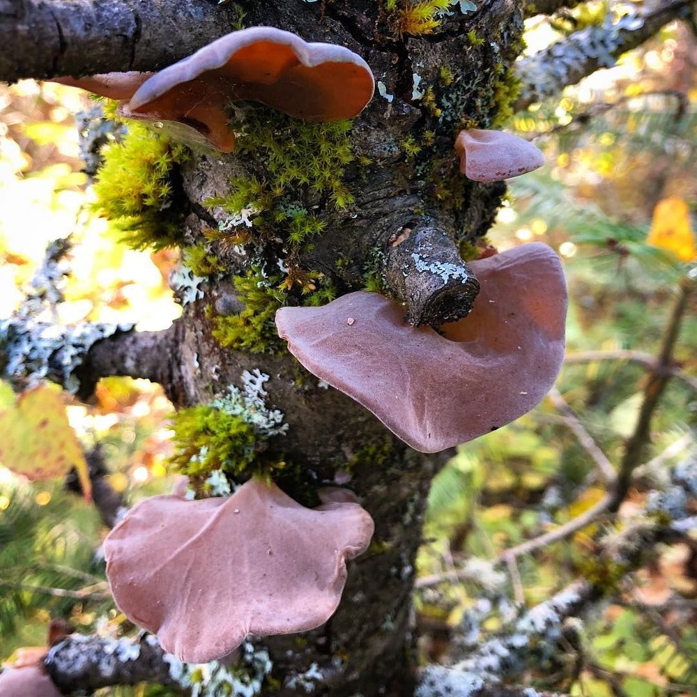 Fleshy colored mushrooms grow from a moss and lichen covered tree trunk. The mushrooms strongly resemble ears.