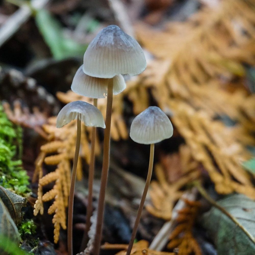 A cluster of small slick looking gray mushrooms with long slim stems.