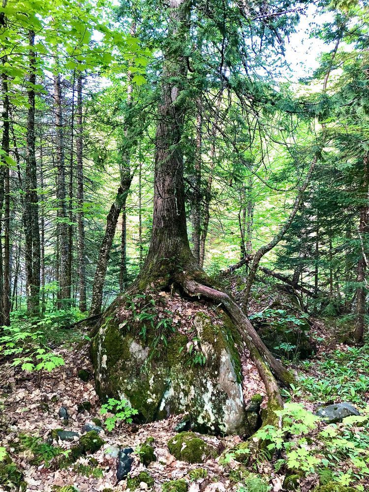 A tree grows on top of a large rock, it's roots grow down around the tock