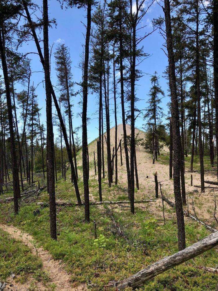 A large domed sand hill, seen through a patch of pine trees. A trail is visible on the left.