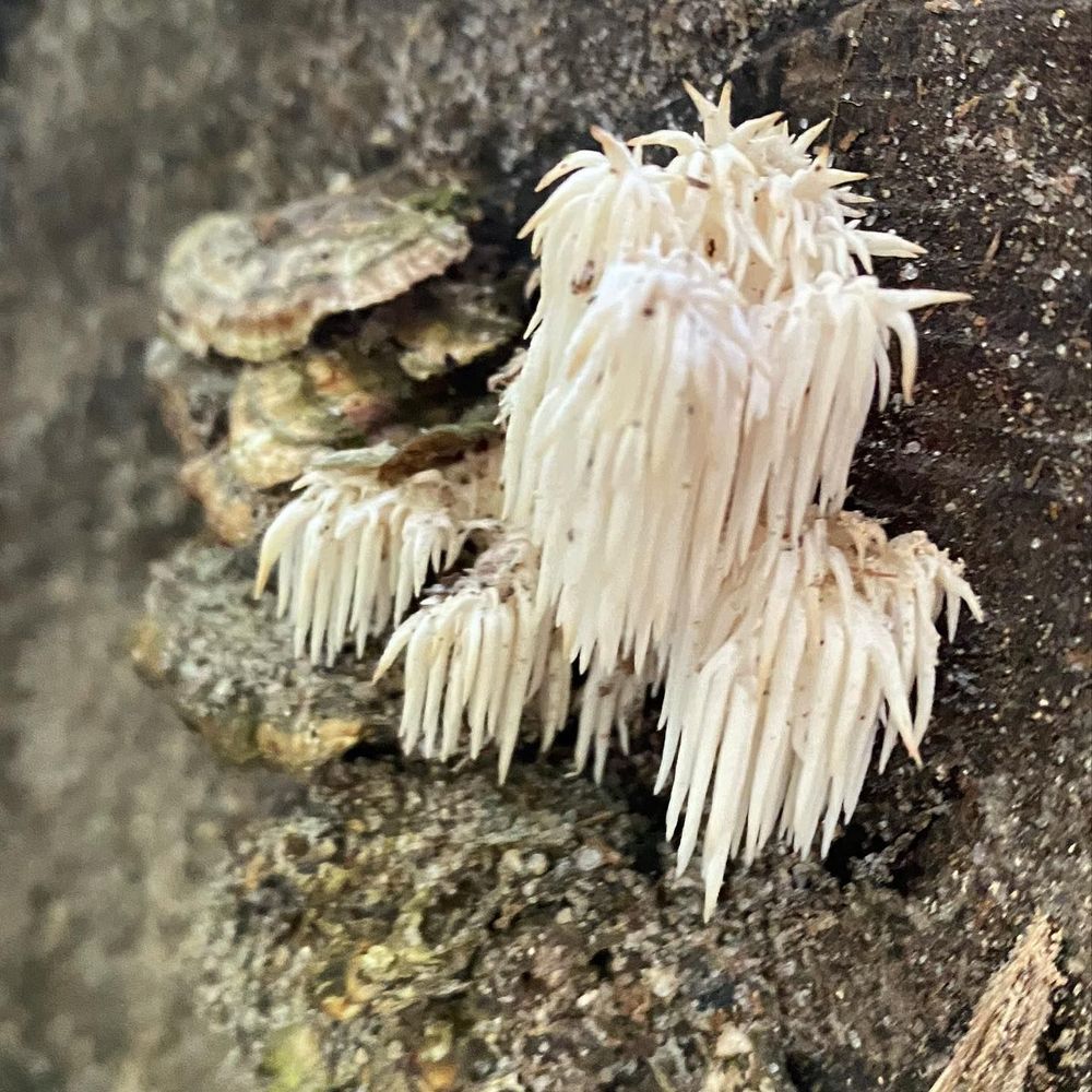 Small white mushrooms grow on the side of a stump. These are made of small clusters of dangling "teeth"