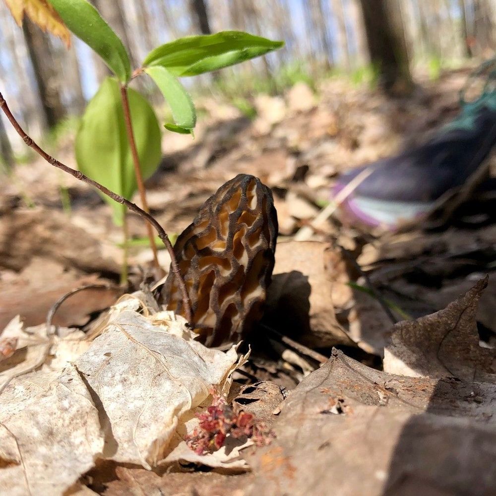 A dark morel mushroom peaking out from the leaf litter on a the ground in the woods. 