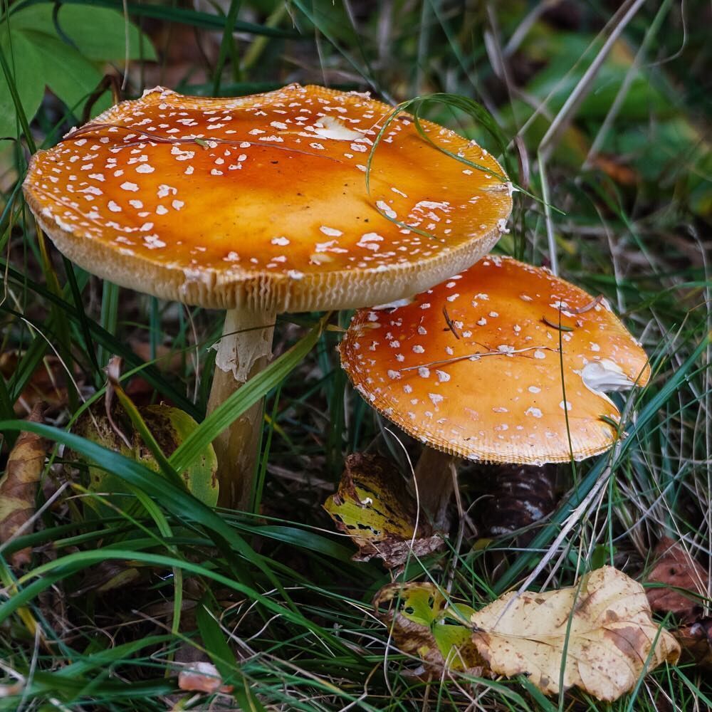 Two caramel colored mushrooms nestled among some grass. These mushrooms are a bit glossy with white patches on top.