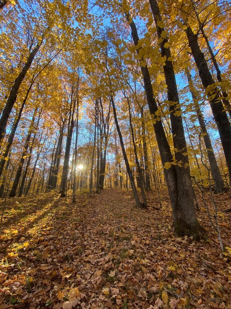 Sunlight shines through yellow leaves on a fall day in the woods.