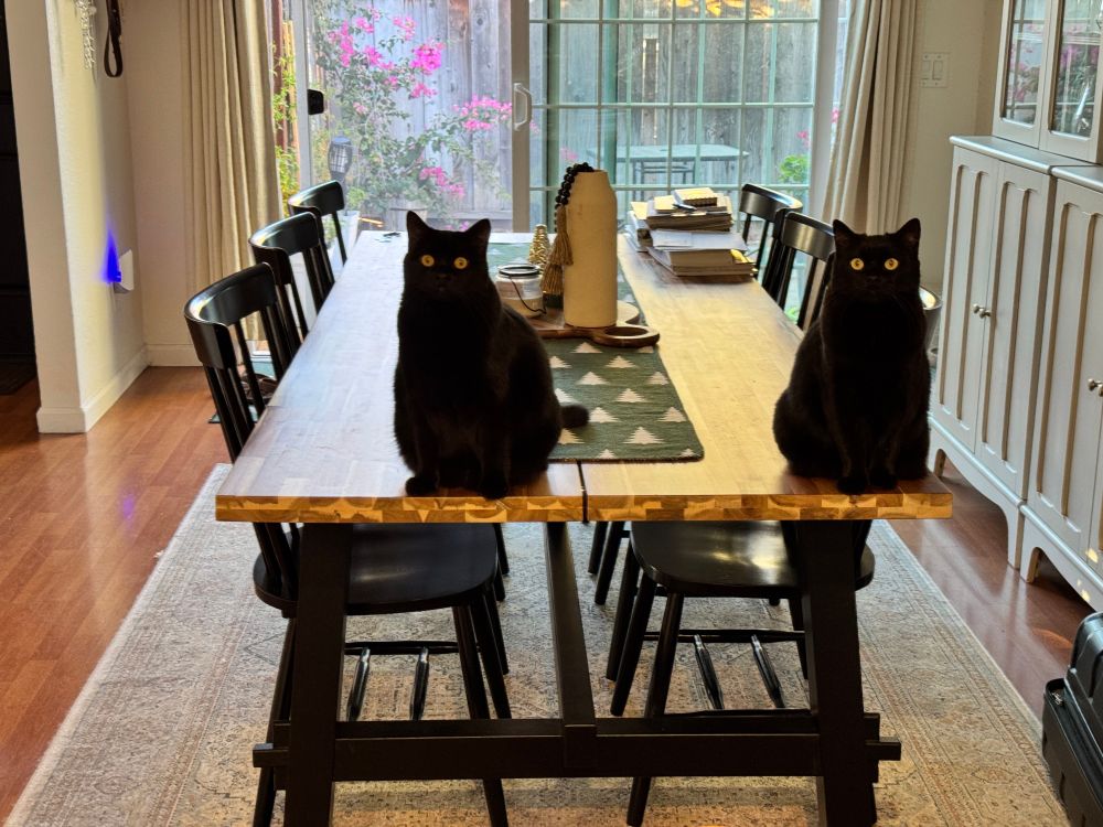 Two black cats sitting on a table. 
