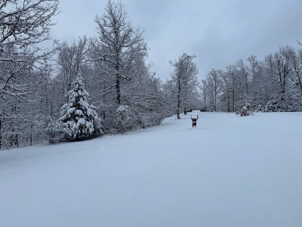 A wide image of land and bare trees covered in snow. Half of the image is just snow covered ground and the top half are trees and covered roadway. There’s one pine tree on the left and a mailbox at the top middle of the view, both are snow covered.