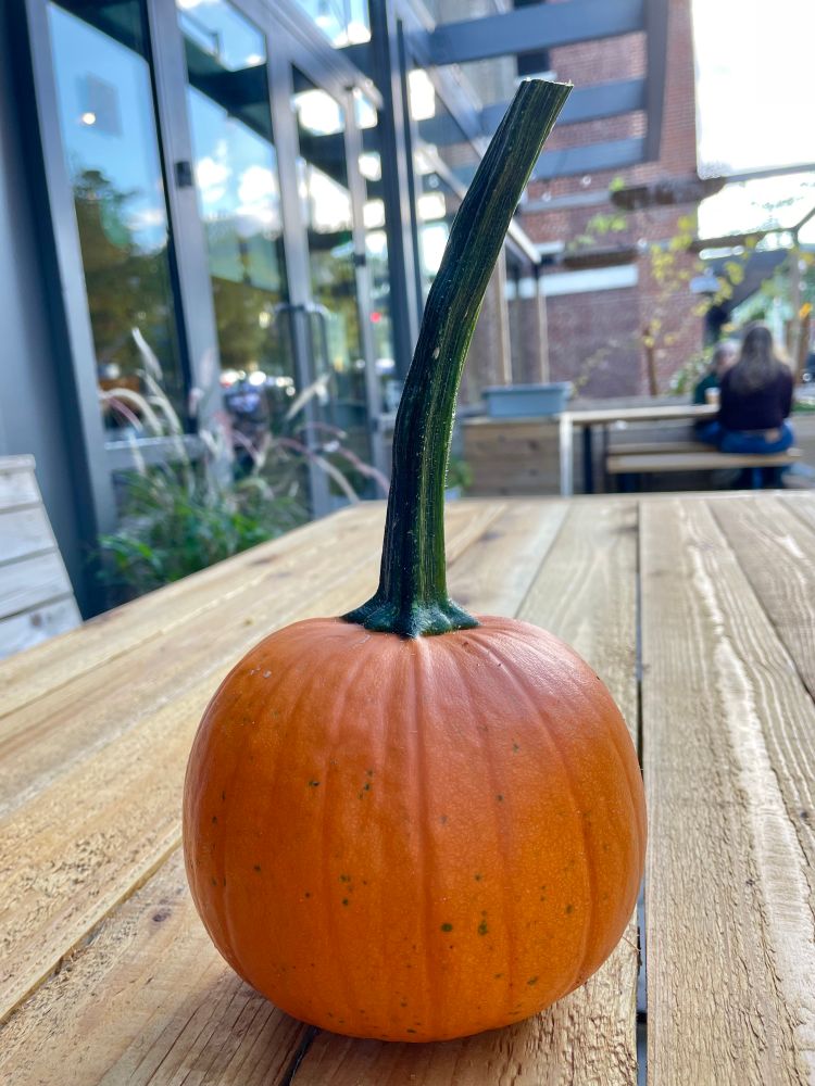 A little orange pumpkin, with a freakishly long stem, sitting on a picnic table 