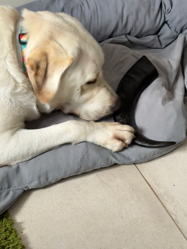 a big dog with a massive buffalo horn 