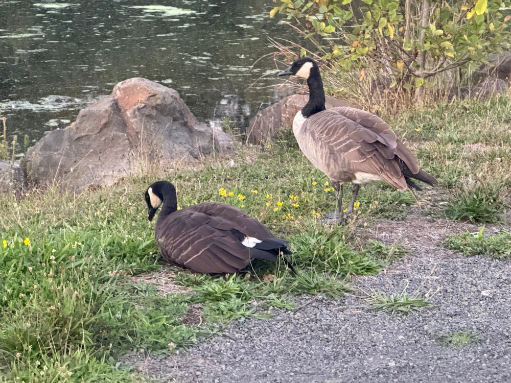 Two geese of indeterminate character. They mostly remain unruffled as we passed by, though, so they seem alright. The goose sitting on the left is darker grey than its companion who is standing up pretending not to be looking at the people with the  cameras. In the background is the edge of a small pond.