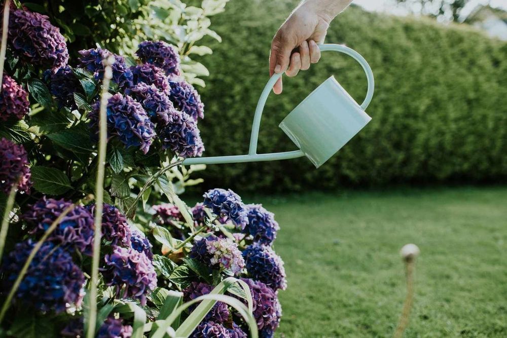 If Your Hydrangeas Are Drooping, The Summer Heat Isn't The Only Culprit