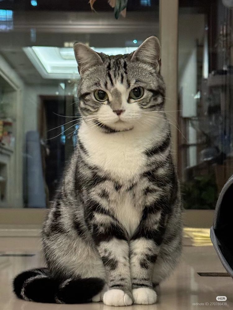 round eyed cat sitting and staring at the viewer