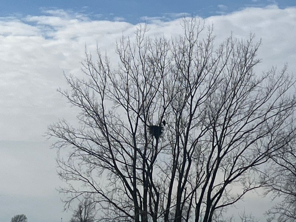 A bald eagle in its nest in a tree in a field 